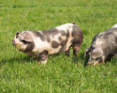 Bauernhof Oehlert Zarnewanz Buntes Bentheimer Landschwein