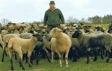 Bauernhof Oehlert Zarnewanz Schafe
